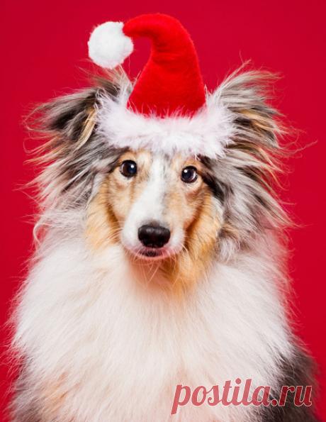 Собаки, желающие Вам счастливого Нового года!!! Фотограф Оскар Даниель Гати (Oszkár Dániel Gáti) — Фотоискусство
