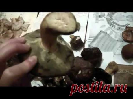 Съедобные грибы. Обзор, описание. Собранные за один раз.