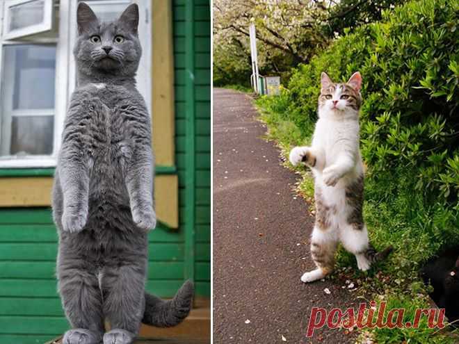 Котики стоят на двух лапах