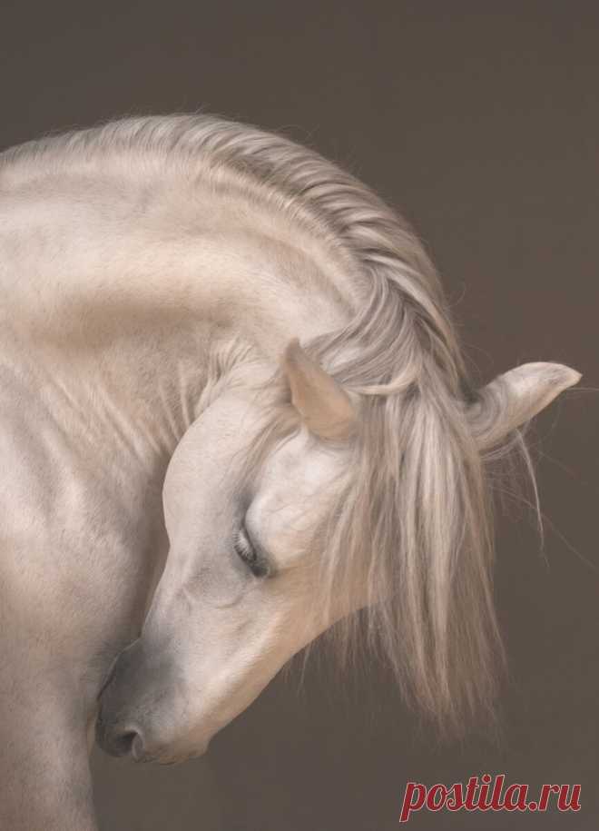 17 самых креативных фото животных в 2021 году: они вас порадуют и удивят | Российское фото | Яндекс Дзен