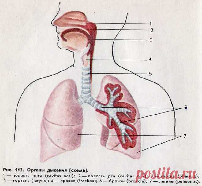 Травы для лёгких и бронхов: травяные сборы для лечения органов дыхания