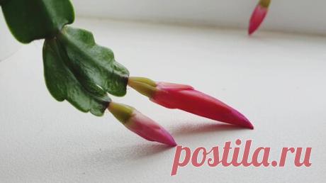 Миф о цветении декабриста, который собьёт с толку любого цветовода | Антон - цветочник | Дзен