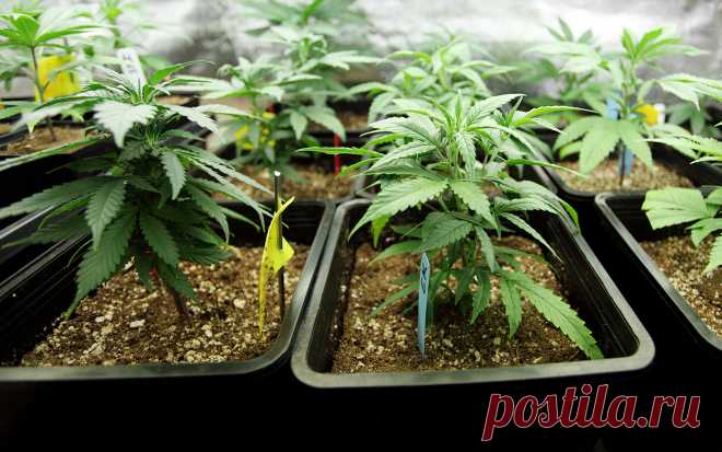 The 10 Best CBD Cannabis Strains According to Leafly Users | Leafly