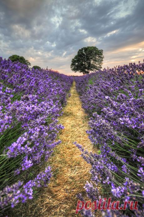 Bellasecretgarden — Mayfield Lavender Fields by Jamie Keenan Via...