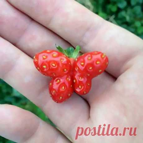 Овощи и фрукты, которые напоминают, что у природы отличное чувство юмора