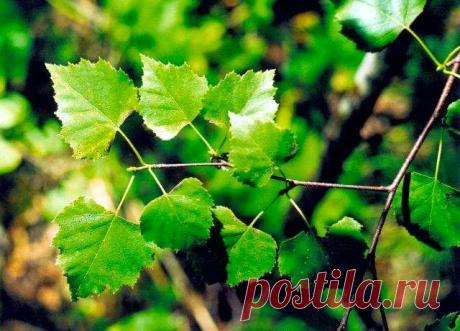 Полезные свойства березы - лечение березовым соком