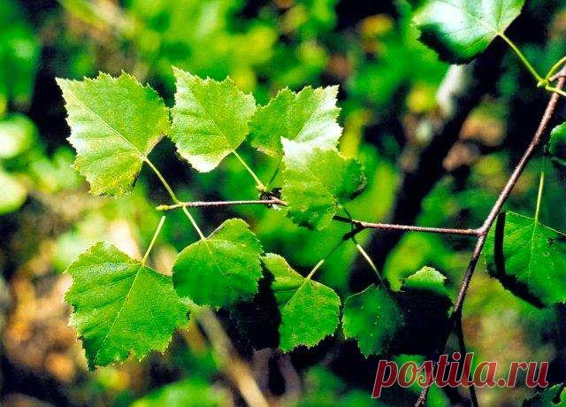 Полезные свойства березы - лечение березовым соком