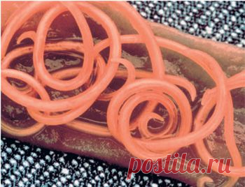 Гельминтозы | Арго в Минске