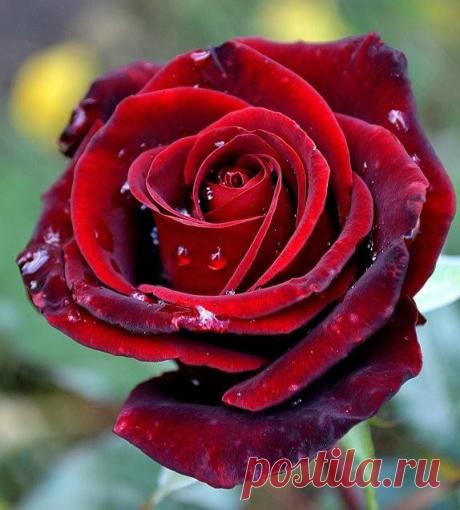 Розовое настроение. Фотоподборка