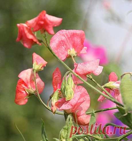 Душистый горошек.