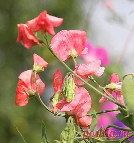 Душистый горошек.