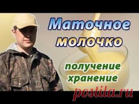 Пчелиное маточное молочко: виды маточного молочка, его лечебные свойства и польза