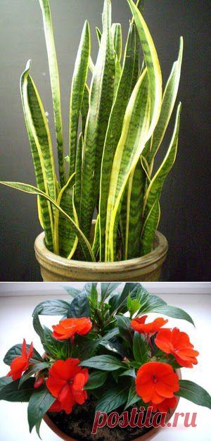 Цветы для ленивых: 9 самых неприхотливых комнатных растений.
