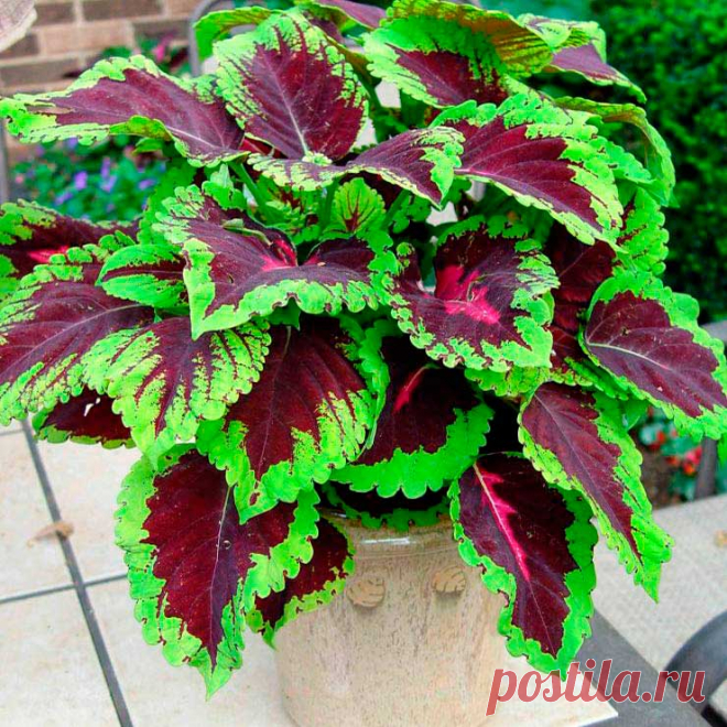 Комнатное растение Колеус (Coleus). Многолетнее неприхотливое травянистое растение семейства Губоцветные высотой около 35-70 см. Колеус выращивают из-за его пестрых расписных листьев, напоминающих листья кротона, - они не теряют своей декоративности в течение круглого года. Обычно колеус культивируют как однолетнее растение, которое легко выращивается из семян или черенков. Цветение начинается поздней весной или летом. Цветки мелкие, голубоватые, собранные в колосовидное соцветие.
