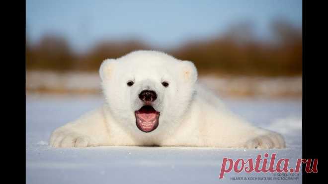 SIKU!!  