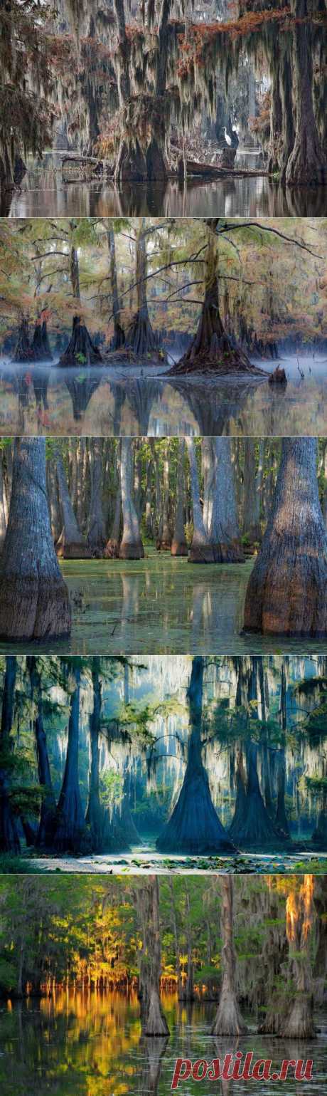 (+1) тема - Фантастические кипарисы озера Каддо | Непутевые заметки