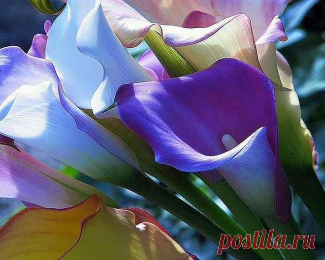 Калла цветок в домашних условиях Растение калла (лат. Calla), или Зантедеския (лат. Zantedeschia) – род многолетних растений семейства Аридные, или Афонниковых. Растет цветок калла в сырых местах Южной Америки и в Африке, от Нигерии ...