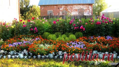 Неприхотливые цветы для вашего сада | Моё хобби