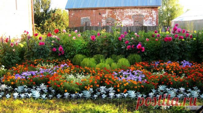 Неприхотливые цветы для вашего сада | Моё хобби