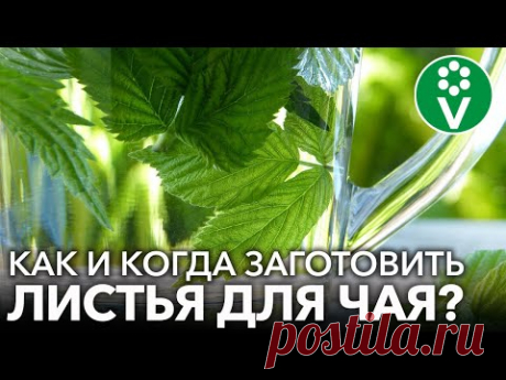 САМЫЙ ЛУЧШИЙ ЧАЙ! Заготовьте листья малины, вишни, смородины. Когда собирать, как сушить и готовить