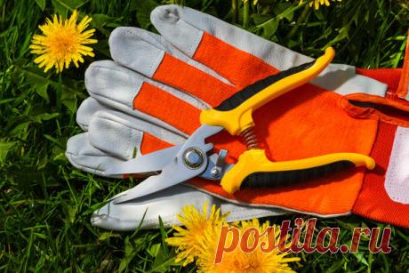 Как правильно выбрать секатор садоводу-новичку