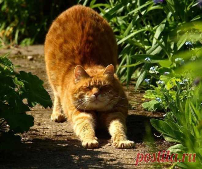 Всем доброе утро от кота Василия!