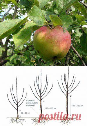 Обрезка яблони и груши по этапам развития дерева | Дача - впрок