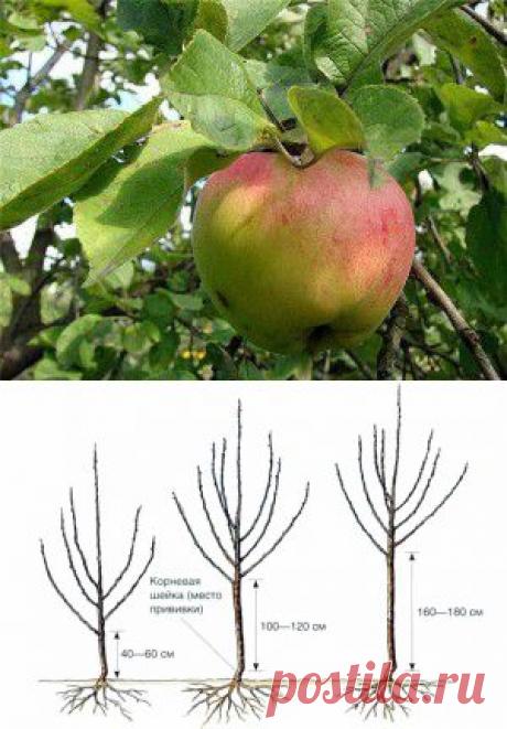 Обрезка яблони и груши по этапам развития дерева | Дача - впрок