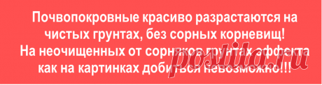 Все почвопокровные многолетники - как устойчивые к вытаптыванию, так и более нежные - могут быть по-настоящему декоративны только в одном случае: если посажены на чистых бескорневищных грунтах!