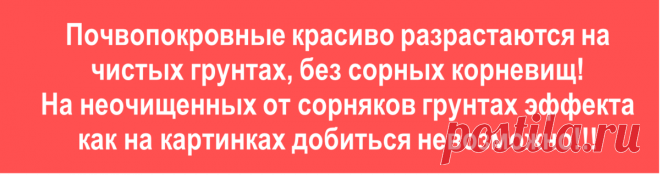 Все почвопокровные многолетники - как устойчивые к вытаптыванию, так и более нежные - могут быть по-настоящему декоративны только в одном случае: если посажены на чистых бескорневищных грунтах!