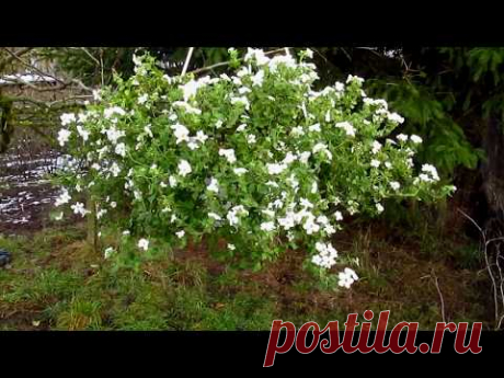 Как сохранить бакопу до весны - Дача, сад, огород, комнатные растения