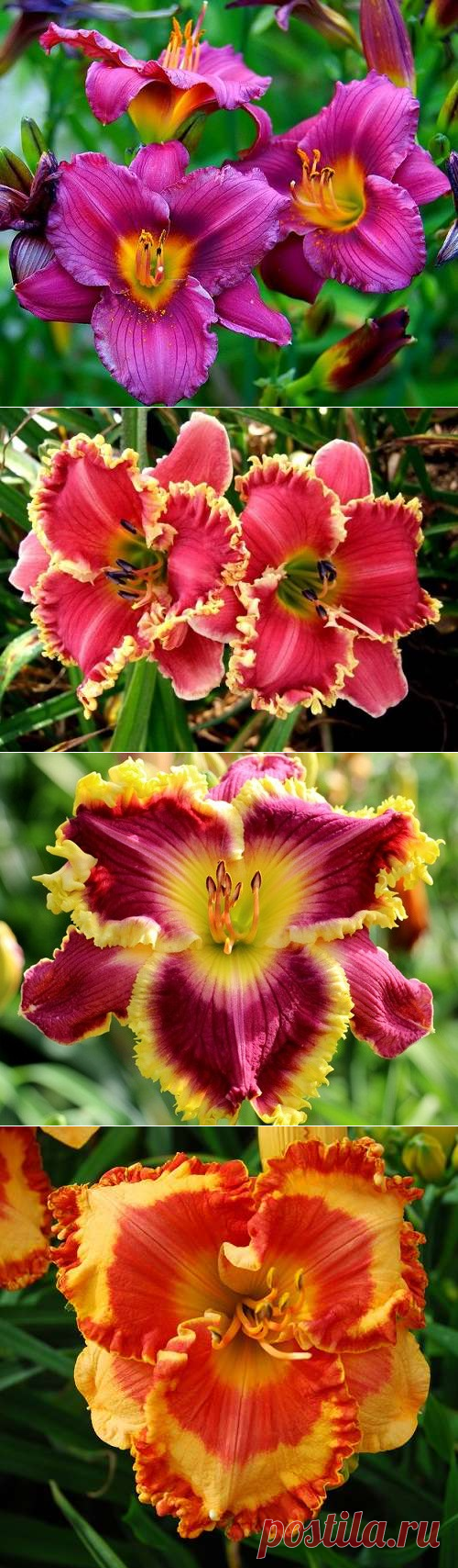 Цветок прекрасного настроения — лилейник