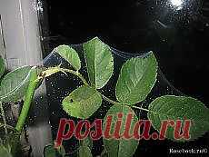 Письмо «Делаем пирамиду из фасоли: красивую и урожайную! и другие материалы. Новое в Вашей подборке на Постиле» — Постила — Яндекс.Почта