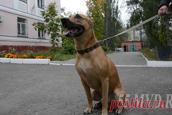 Собака спасла омичку от грабителя.