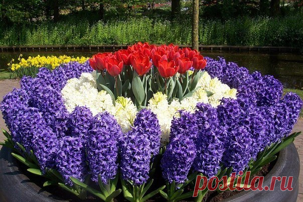 Посадка тюльпанов, нарциссов, гиацинтов осенью