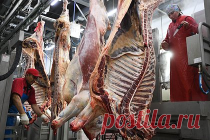 Россия поделится мясом с азиатской страной. Россия наладит экспорт говядины в Малайзию — перед началом поставок ООО «Липецкое мясо» пройдет аттестацию для продажи этого вида продуктов за рубеж. По словам представителя компании, успешные поставки в азиатскую страну откроют путь российскому мясу в Саудовскую Аравию и другие страны Персидского залива.
