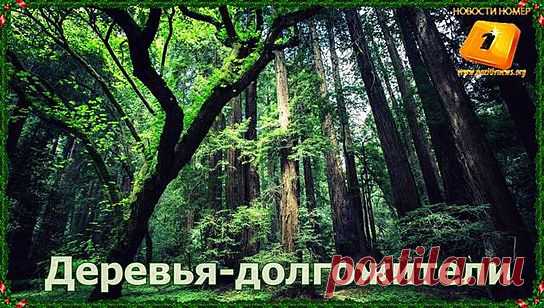 &raquo; Деревья долгожители Позитивные Новости