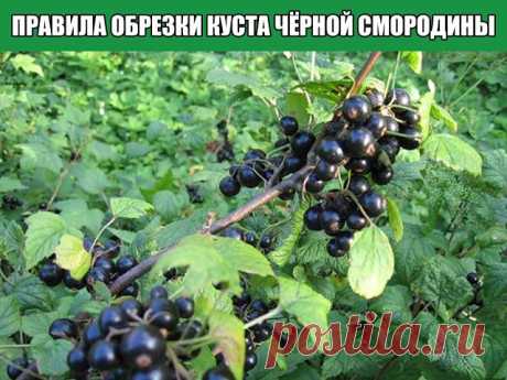 Правила обрезки куста чёрной смородины

Лучшим временем обрезки считается поздняя осень, когда куст входит в спящее состояние, это время выпадает примерно на середину ноября. Некоторые считают подходящим временем для обрезки весну, но есть риск не успеть до начала сокодвижения. Смородина просыпается очень рано, едва сойдёт снег и пригреет солнышко. И ещё плюс осенней обрезки в том, что ваш график садовых работ не так загружен, как весной, когда надо столько всего успеть сд...