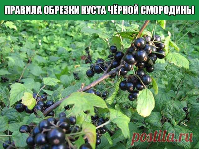Правила обрезки куста чёрной смородины

Лучшим временем обрезки считается поздняя осень, когда куст входит в спящее состояние, это время выпадает примерно на середину ноября. Некоторые считают подходящим временем для обрезки весну, но есть риск не успеть до начала сокодвижения. Смородина просыпается очень рано, едва сойдёт снег и пригреет солнышко. И ещё плюс осенней обрезки в том, что ваш график садовых работ не так загружен, как весной, когда надо столько всего успеть сд...