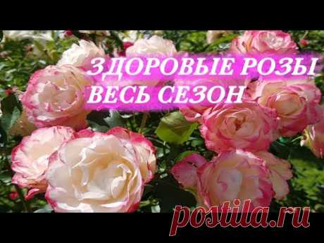 Мои розы НИКОГДА НЕ БОЛЕЮТ! Делайте так же, и вы НАВСЕГДА избавитесь от БОЛЕЗНЕЙ СВОИХ РОЗ!