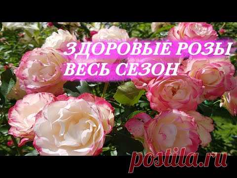 Мои розы НИКОГДА НЕ БОЛЕЮТ! Делайте так же, и вы НАВСЕГДА избавитесь от БОЛЕЗНЕЙ СВОИХ РОЗ!
