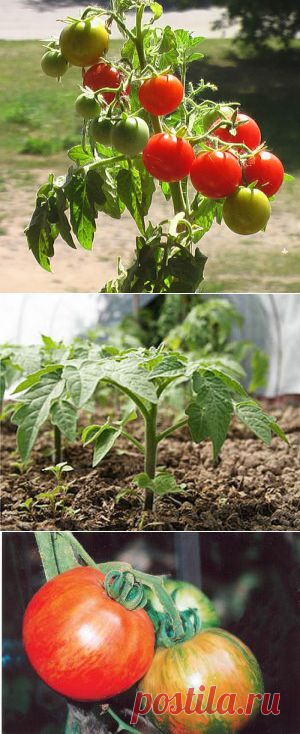 Тайны выращивания помидор.