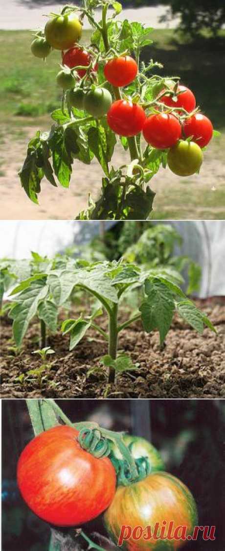 Тайны выращивания помидор.