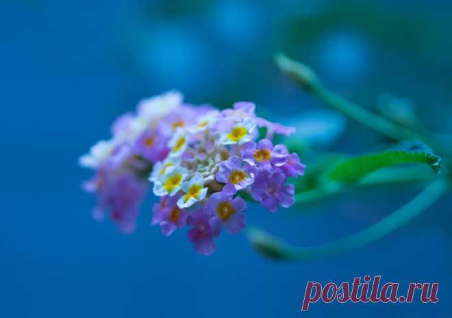 500px / Dulce y delicada by ELE PUCH