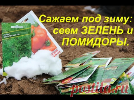 Сажаем под зиму: сеем зелень и помидоры.| Winter Sowing: salad, dill, tomatoes.