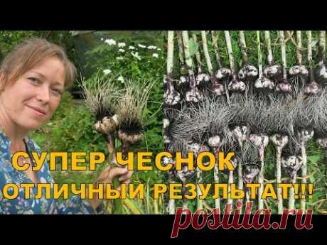 СУПЕР УРОЖАЙ. ЧЕСНОК СО СТРЕЛКАМИ И БЕЗ!!!