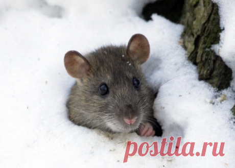 Эффективные средства от мышей на даче