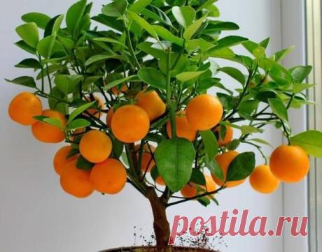 (2) Facebook