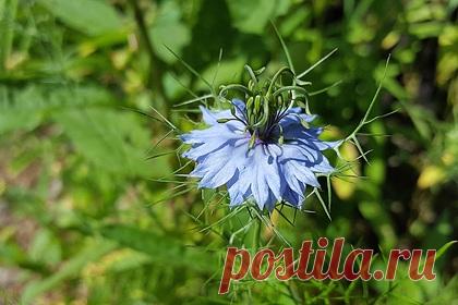 Российский вирусолог оценил эффективность чернушки посевной против COVID-19. В настоящее время говорить об эффективности семян растения Nigella sativa (чернушки посевной) рано. Чтобы оценить ее эффективность, необходимо провести масштабные исследования, рассказал российский врач-вирусолог Георгий Викулов. По его словам, данное растение способно убирать избыток кислорода.