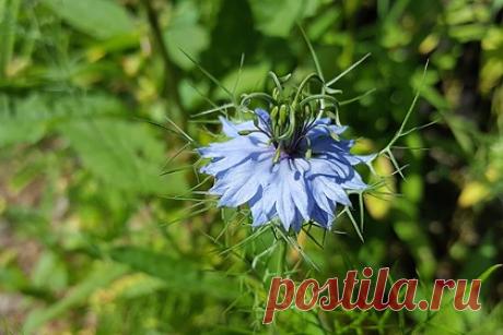 Российский вирусолог оценил эффективность чернушки посевной против COVID-19. В настоящее время говорить об эффективности семян растения Nigella sativa (чернушки посевной) рано. Чтобы оценить ее эффективность, необходимо провести масштабные исследования, рассказал российский врач-вирусолог Георгий Викулов. По его словам, данное растение способно убирать избыток кислорода.